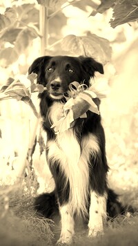 Sepia