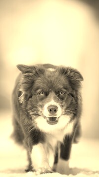Szary + Sepia