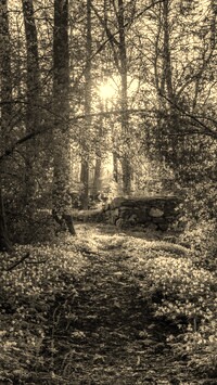 Szary + Sepia