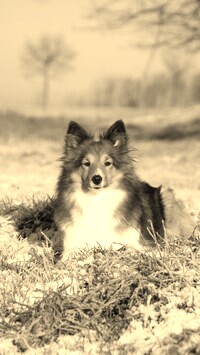 Sepia