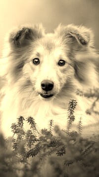 Sepia