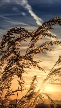 Oryginalny obrazek