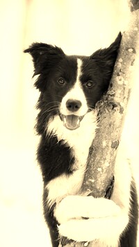 Szary + Sepia