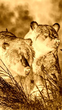 Sepia + Negatyw
