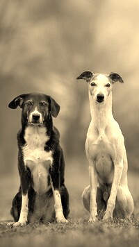 Szary + Sepia
