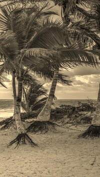 Szary + Sepia