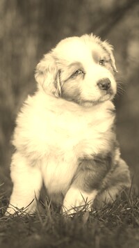 Szary + Sepia