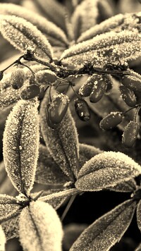 Szary + Sepia
