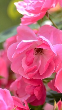 Oryginalny obrazek
