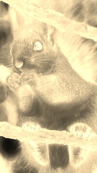 Sepia + Negatyw