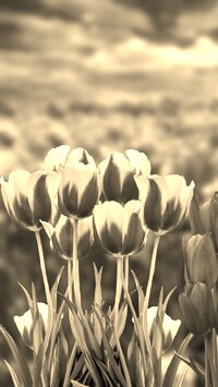 Szary + Sepia