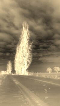 Sepia + Negatyw