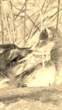Sepia + Negatyw