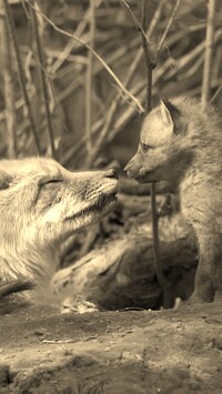 Szary + Sepia