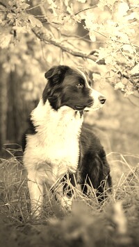 Sepia