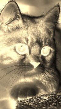 Sepia + Negatyw