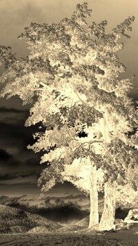 Sepia + Negatyw