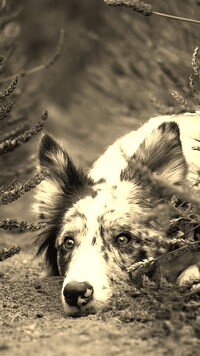 Szary + Sepia