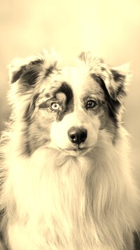 Szary + Sepia