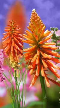 Oryginalny obrazek