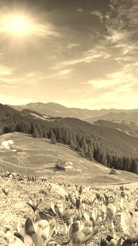 Szary + Sepia