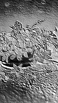 Skamielina