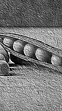 Skamielina