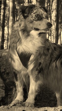 Szary + Sepia