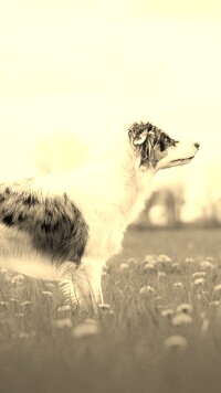 Szary + Sepia