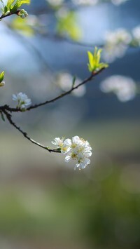 Oryginalny obrazek