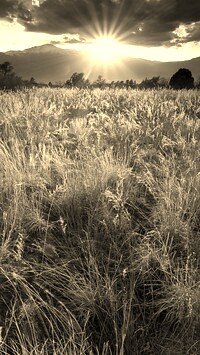 Szary + Sepia