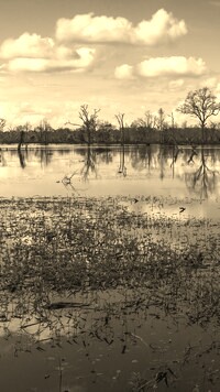Szary + Sepia