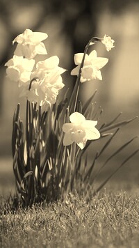 Szary + Sepia