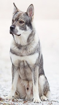 Oryginalny obrazek