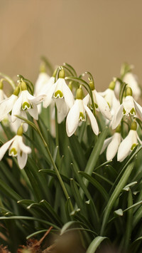 Oryginalny obrazek