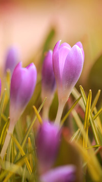 Oryginalny obrazek