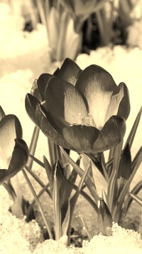 Szary + Sepia