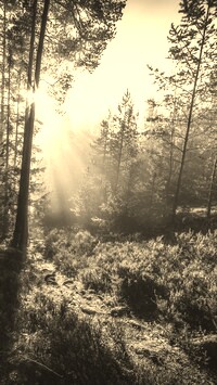 Szary + Sepia
