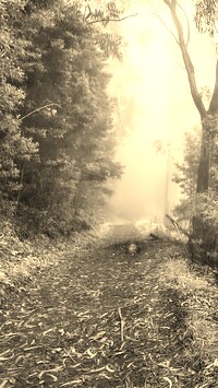 Szary + Sepia