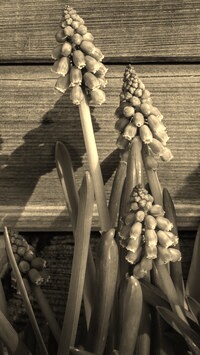 Szary + Sepia