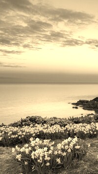 Szary + Sepia