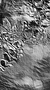 Skamielina