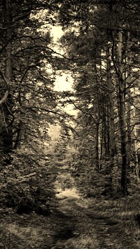Szary + Sepia