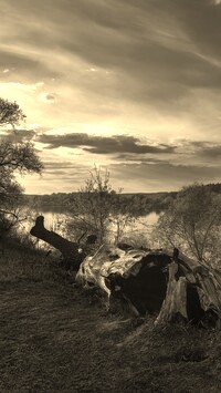 Sepia