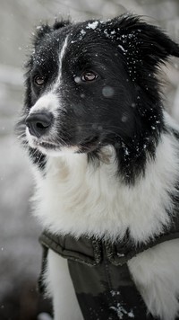 Oryginalny obrazek
