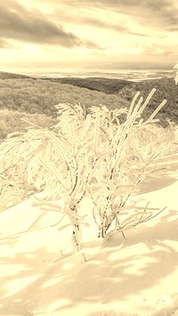 Szary + Sepia