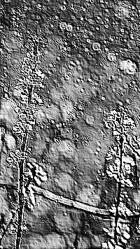 Skamielina
