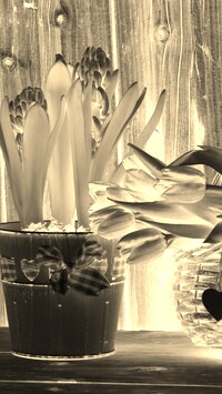Sepia + Negatyw