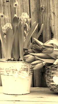 Szary + Sepia