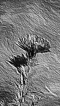 Skamielina